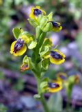 Ophrys sicula